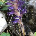 Orobanche lavandulacea